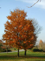 maple tree picture