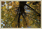maple tree picture
