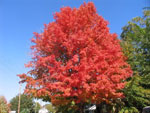 maple tree picture