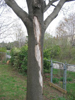 maple tree picture