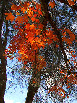 maple tree picture