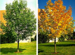 ash tree picture