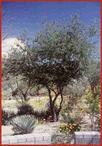 ebony tree picture