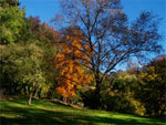 hickory tree picture