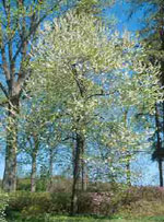 silverbell tree picture
