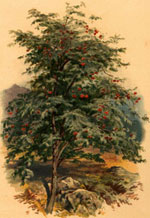 mountain ash tree picture