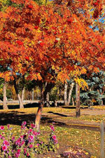 mountain ash tree picture