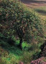 mountain ash tree picture