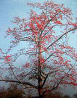 ebony tree picture