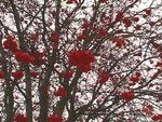 mountain ash tree picture