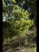 hackberry tree pic