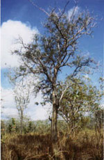 ebony tree picture