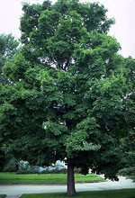 maple tree picture