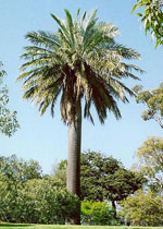 palm tree picture