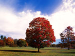 maple tree picture