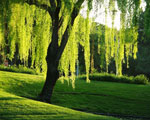 Willow tree picture; Garden Landscape with Weeping Willow Tree Type