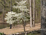 dogwood tree picture