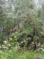 mountain ash tree picture