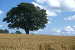 oak tree picture