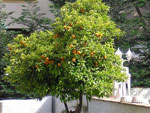 orange tree picture