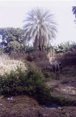 palm tree picture