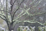 plum tree picture