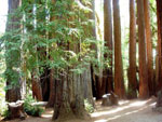 redwood tree picture