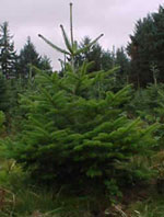 fir tree picture