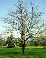 catalpa tree picture