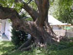 catalpa tree picture