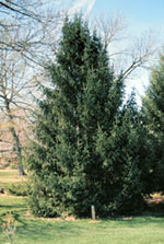 Norway Spruce, Big Norway Spruce Tree Picture
