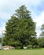 spruce tree picture