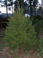 Norway Spruce, Young Norway Spruce Tree Picture