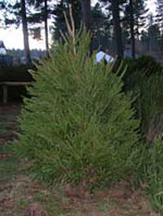 spruce tree picture