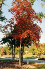 tree picture