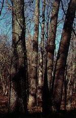 hickory tree picture
