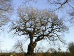 oak tree pictures