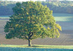 oak tree pictures