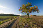 oak tree pictures