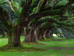 Oak Tree Photo, Picture of a Big Old Oak Tree