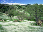 oak tree pictures