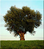 olive tree picture