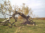 sycamore tree picture