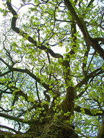hawthorn tree picture