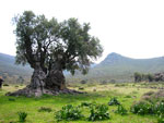 olive tree picture