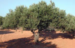 olive tree pictures