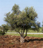 olive tree pictures