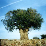 olive tree pictures