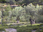 olive tree picture