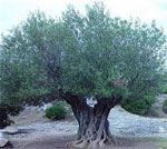 olive tree picture